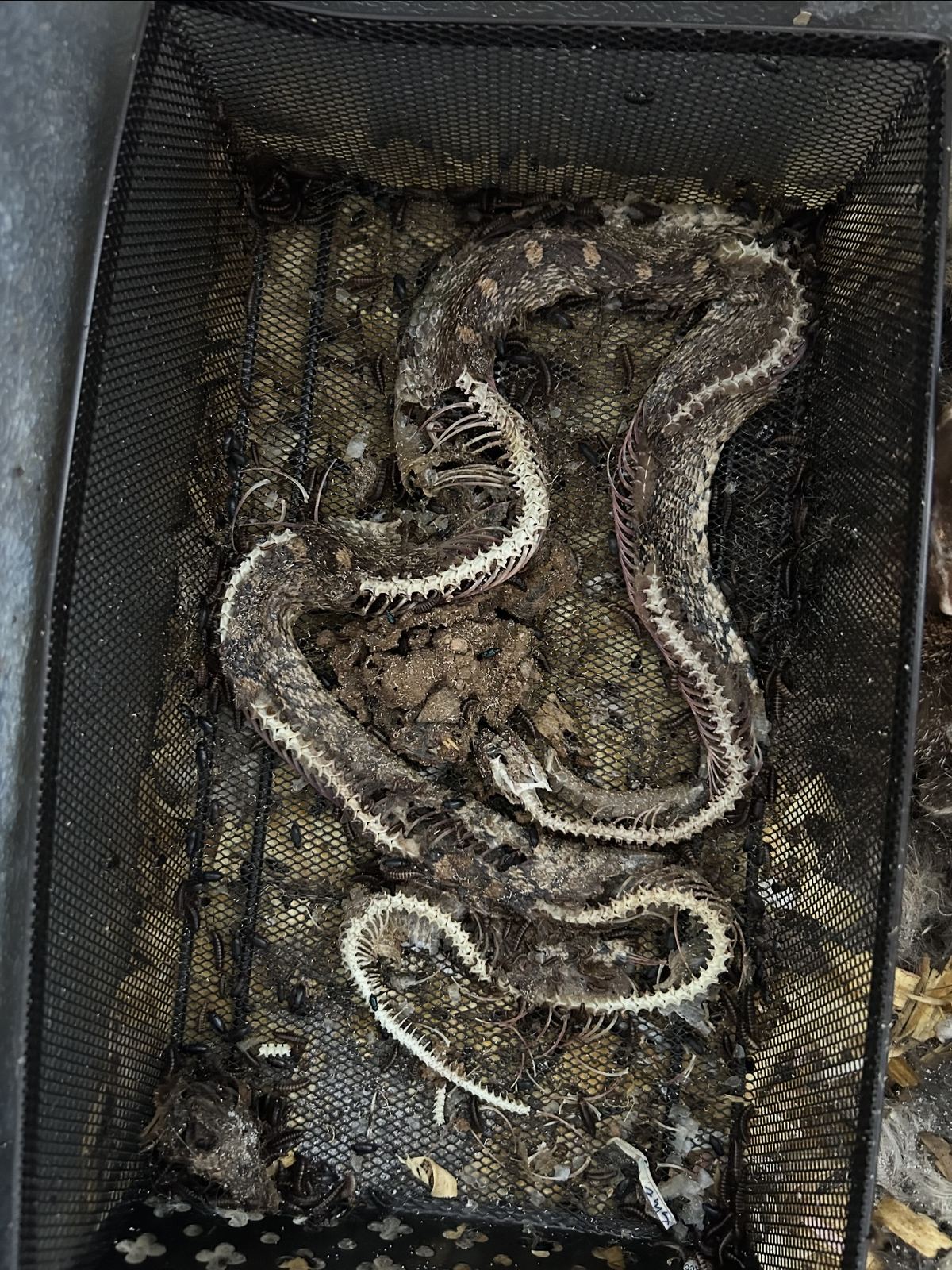 Dermestid beetles at work on snake skeletons in a mesh tray inside the beetle colony.