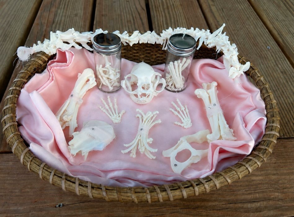 Garfield's cleaned bones, labeled and bundled, laid on pink satin in a woven basket: the skull at the center, numbered bundles of leg bones, two glass vials of small bones, and the vertebrae arranged along the rim.