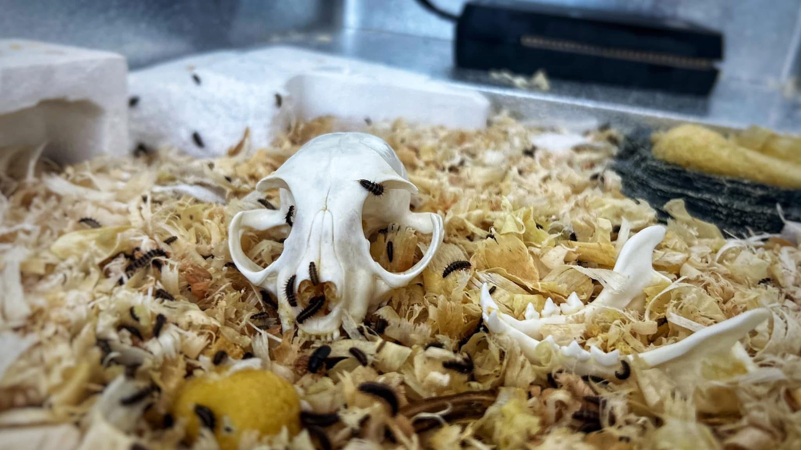 A small skull in the colony, dermestid beetles at work among the wood shavings.