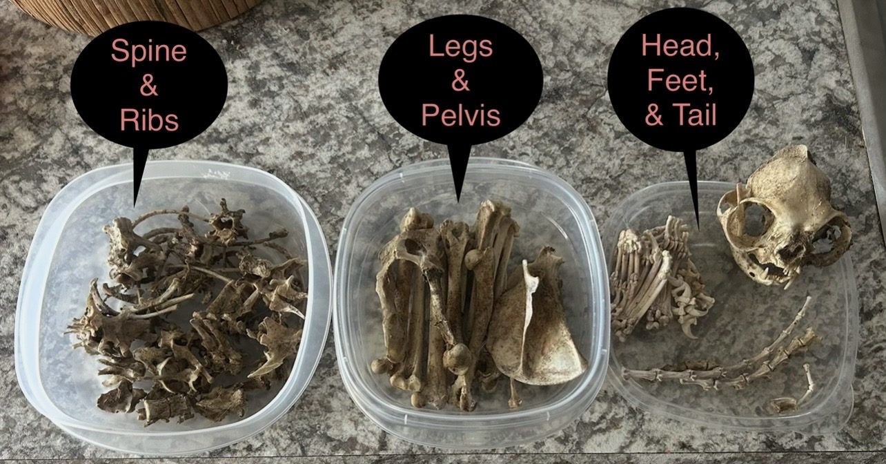 Cleaned bones sorted into three clear tubs, labeled Spine and Ribs, Legs and Pelvis, and Head, Feet and Tail.