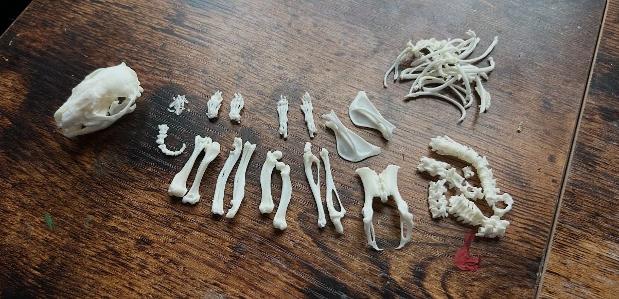 A small animal's cleaned skeleton laid out bone by bone on a wooden table, the skull at the left.