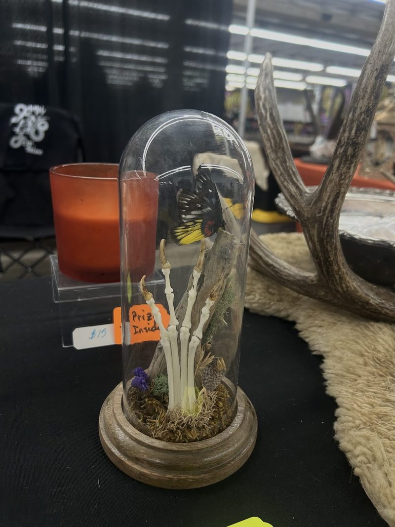 A glass cloche on a wooden base holding a skeletal foot on driftwood, a yellow and black butterfly, moss, a feather and a purple flower.