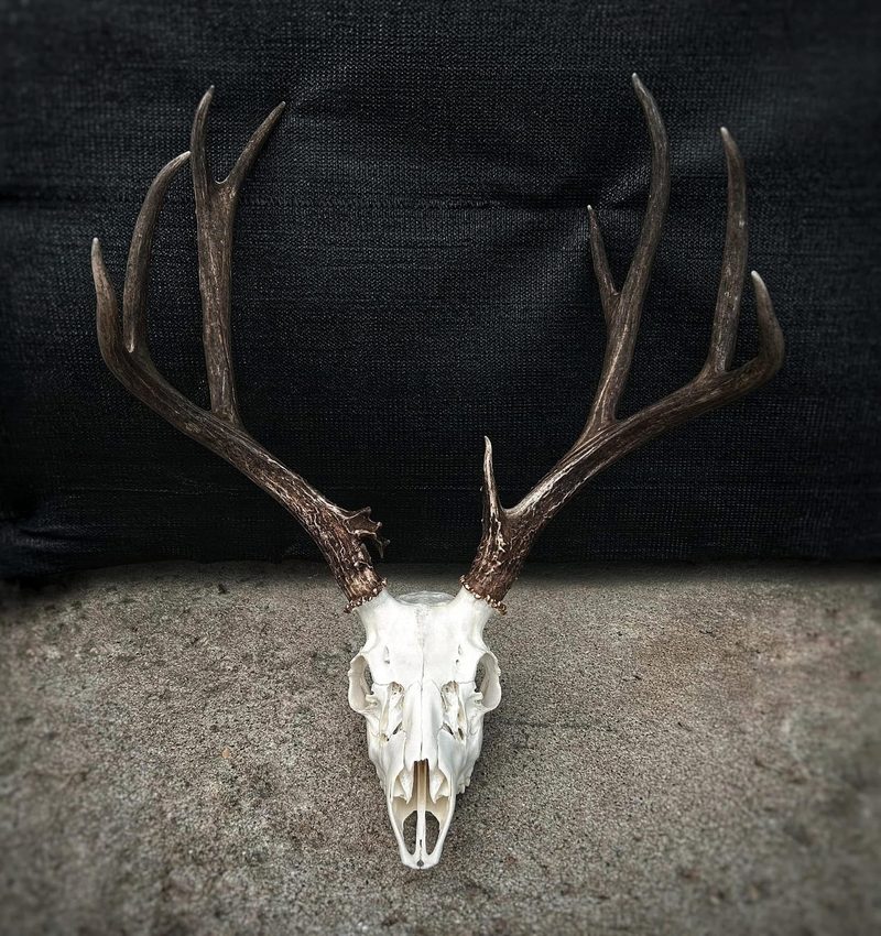 A finished European mount: a whitened deer skull with tall antlers, photographed against a dark backdrop.