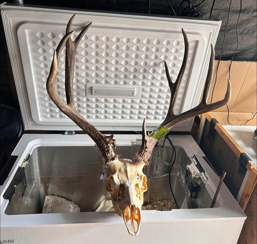 A deer skull and antlers standing in an open chest freezer, kept frozen before intake.