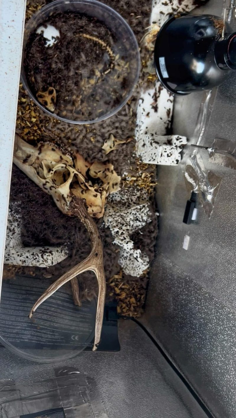 Looking down into the beetle tank: a skull and an antler in the substrate under the heat lamp.