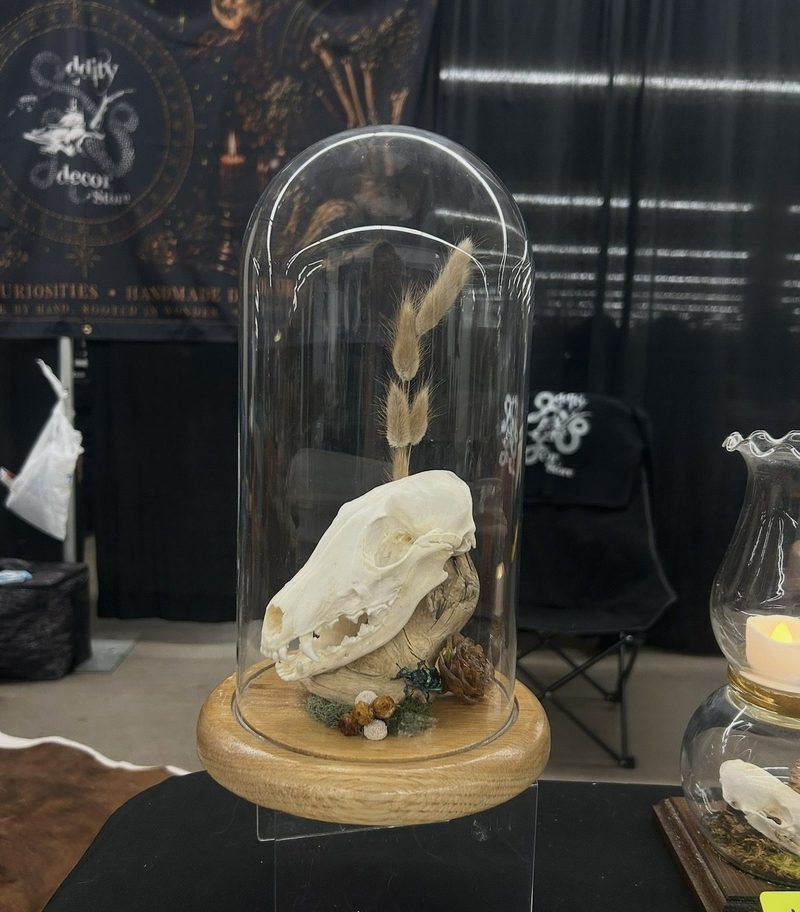 A small skull under a tall glass dome on a wooden base, with dried grasses and a pine cone, on the booth table.