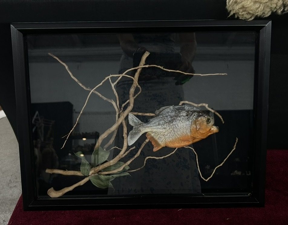A framed shadow box: a preserved piranha mounted among pale driftwood branches on black.
