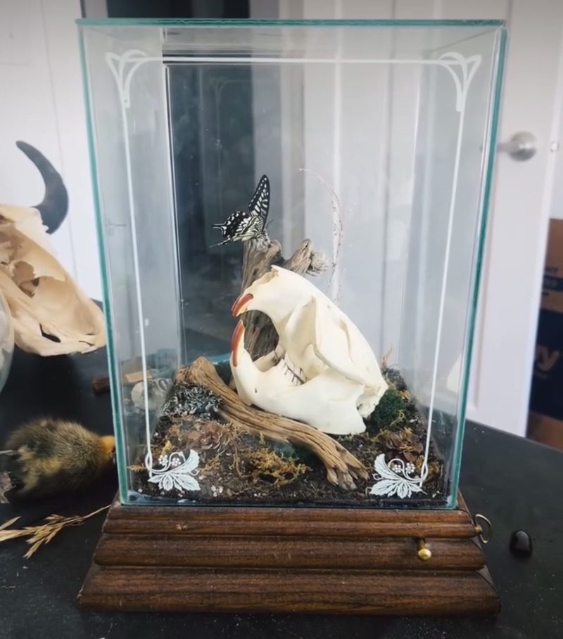 A glass display case on a wooden base holding a skull on moss and driftwood, a butterfly perched above it.