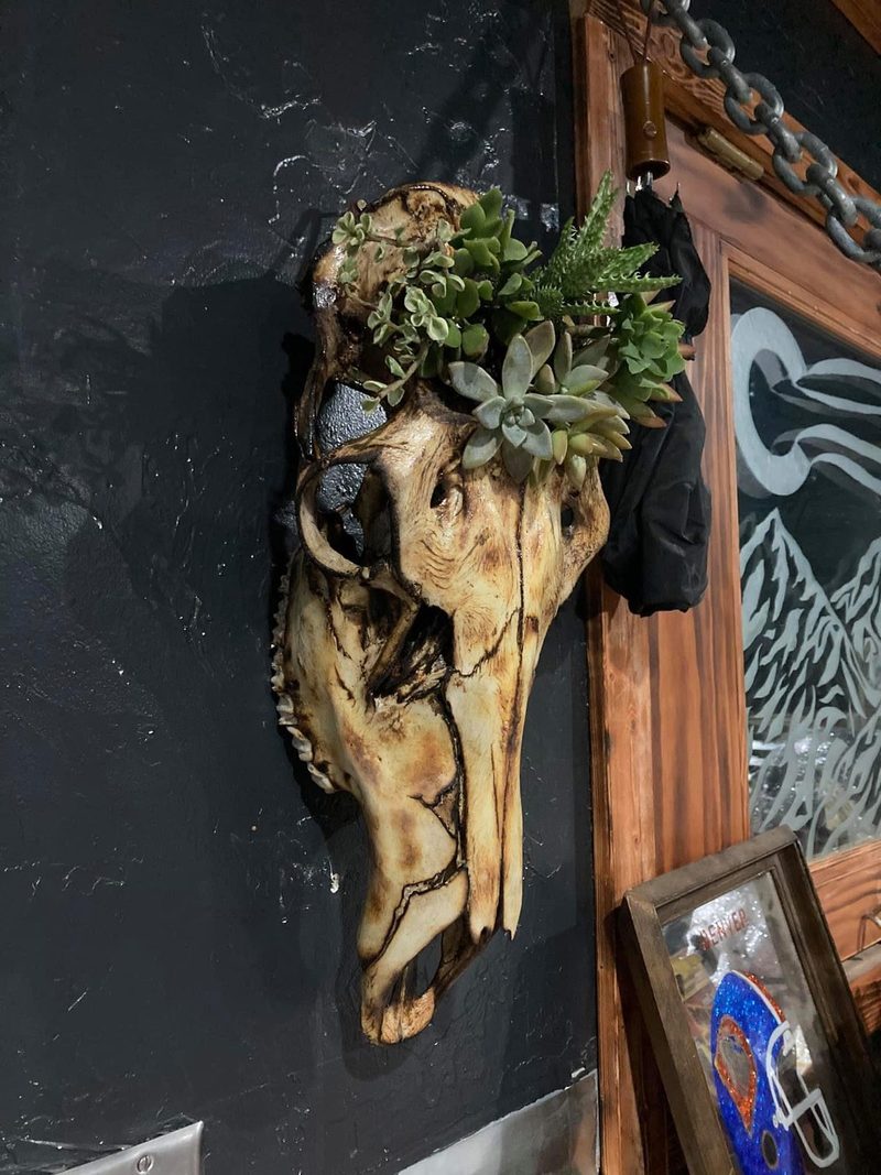 A skull mounted on a dark wall as a planter, succulents growing from the top of it.
