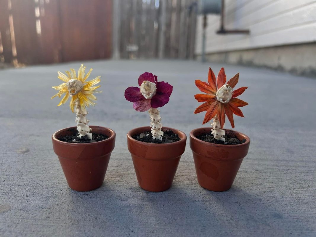 Three small terracotta pots, each growing a vertebra stem topped with a dried flower.