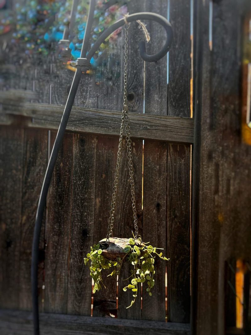 A small hanging planter on chains, a trailing vine spilling over the side, against a wooden fence.