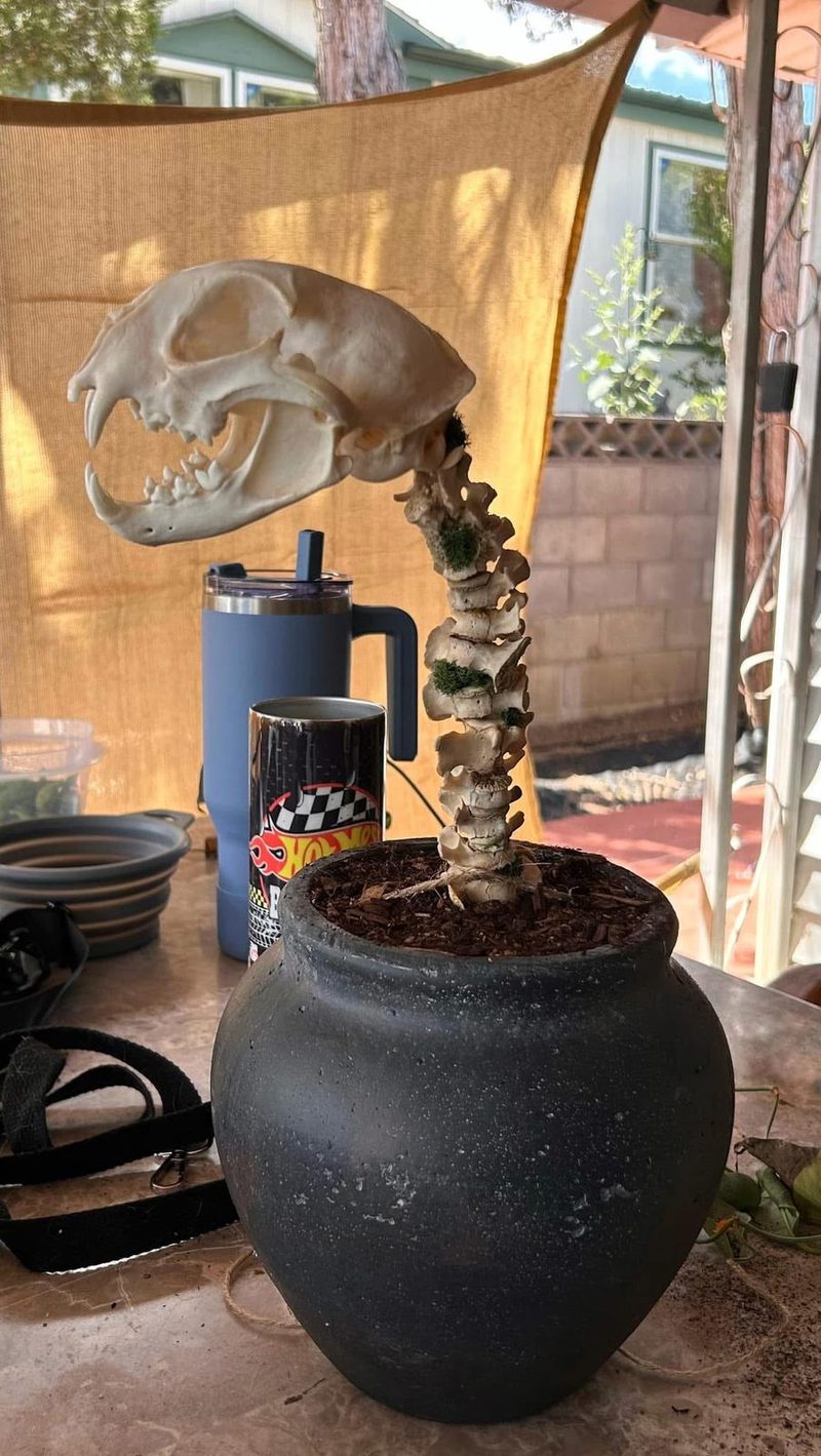 A skull on a curving articulated spine rising from a matte black pot, outdoors.