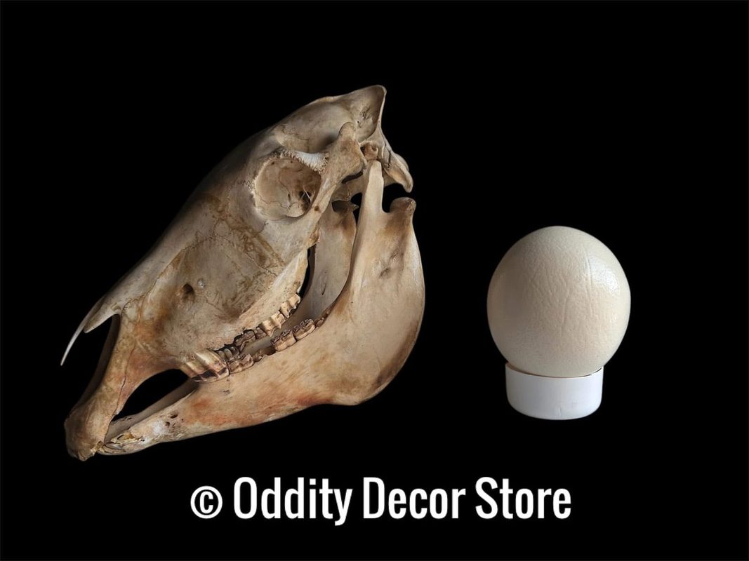 A large horse-like skull beside an ostrich egg on a stand, photographed on black.