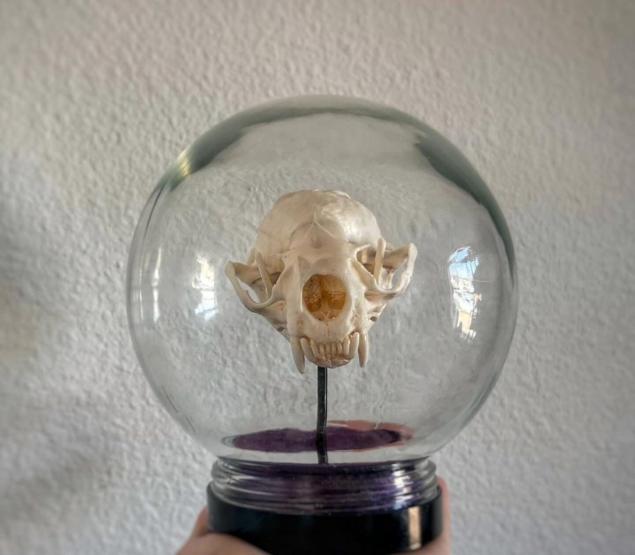 A small skull mounted upright inside a clear glass globe on a purple base.