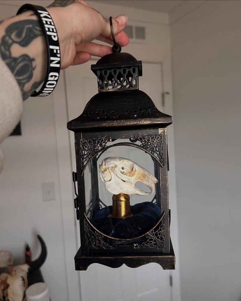 A black metal lantern held by its handle, a small skull inside on a brass stand over blue velvet.
