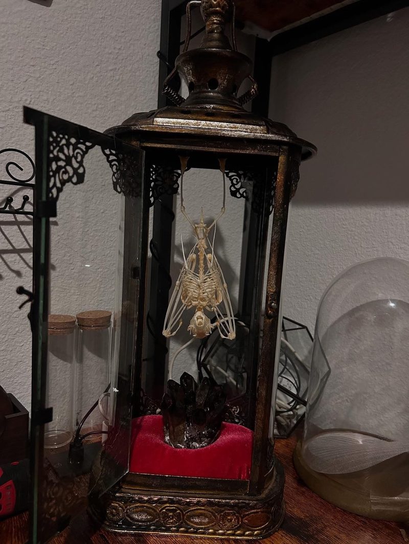 A tall ornate lantern with a small articulated skeleton posed inside on red velvet.