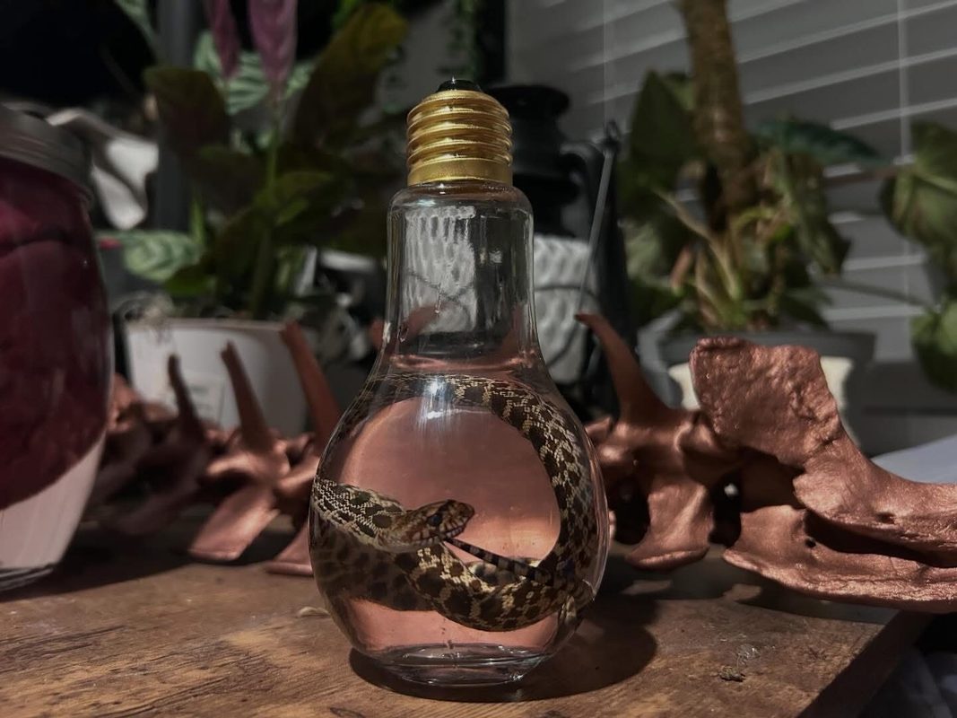 A preserved snake coiled inside a bulb-shaped glass bottle, on a bench beside copper pieces.