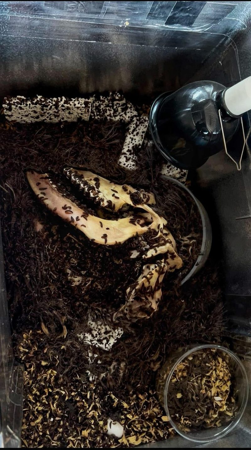 Inside the beetle tank: an antler tine and a skull half-buried in the substrate, beetles gathered along the bone.