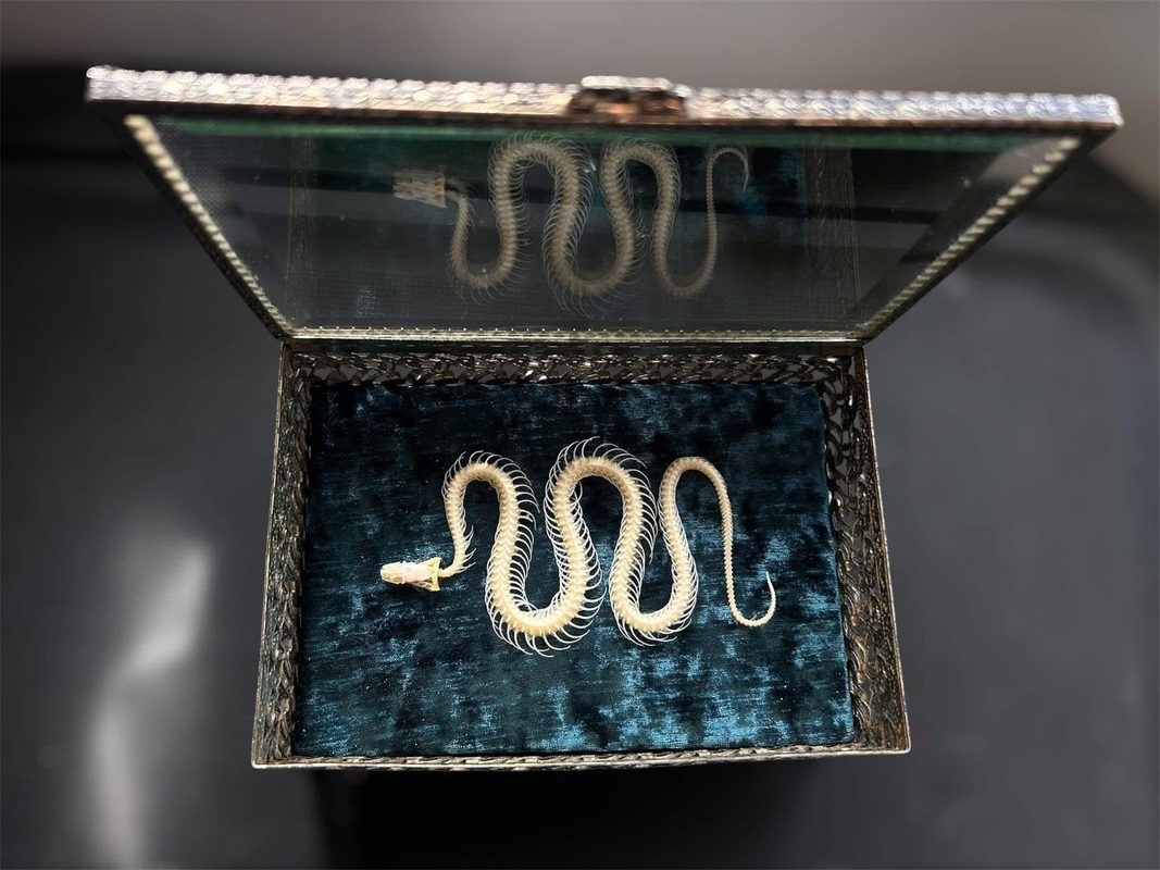 A snake skeleton coiled on teal velvet inside a hinged brass and glass box with a mirrored lid.