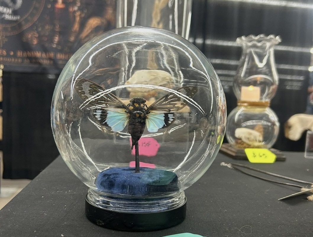 A large winged insect with blue wings mounted inside a glass globe on a dark base, on the booth table.