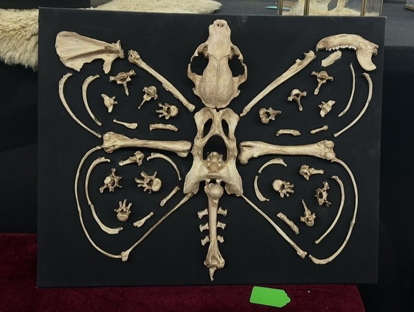 A small animal's skeleton arranged into a symmetrical butterfly shape on a black board, the skull at the top.