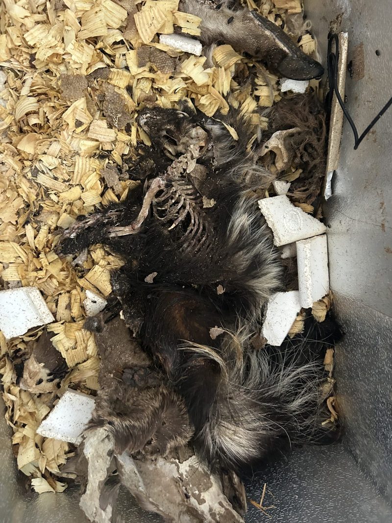 Inside the colony: an animal partly cleaned, hide and fur still on, lying in the wood shavings.
