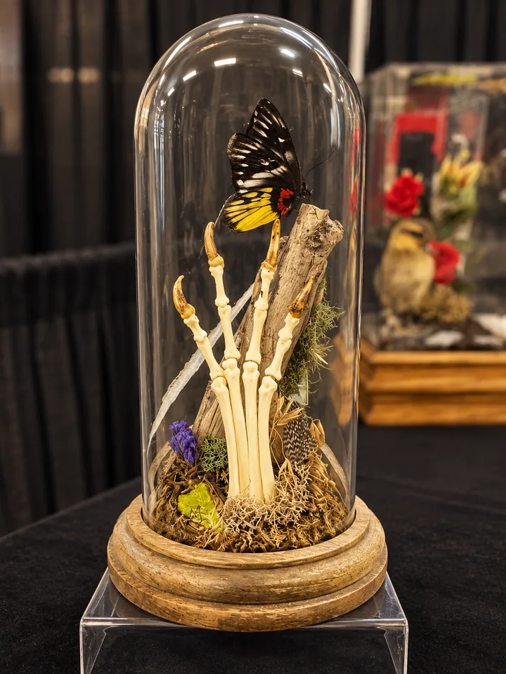 A glass bell jar on a wooden base holding the bones of a clawed foot upright among moss and driftwood, with a black, yellow and red butterfly above; another glass case stands behind it on the booth table.