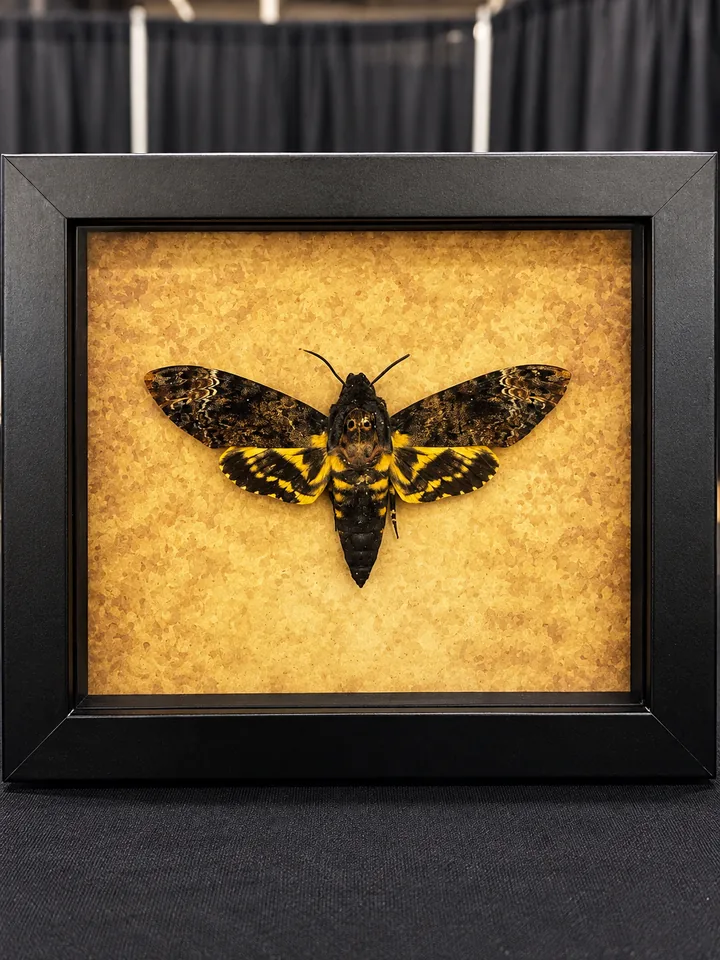 A death's-head hawkmoth with yellow and black hindwings on mottled gold paper in a deep black frame, standing on a black tablecloth.