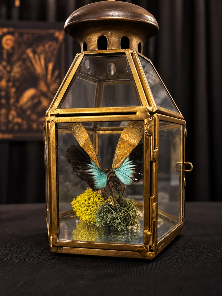A small brass and glass lantern holding an insect with teal and black hindwings and gold spotted forewings, posed above yellow and green moss.