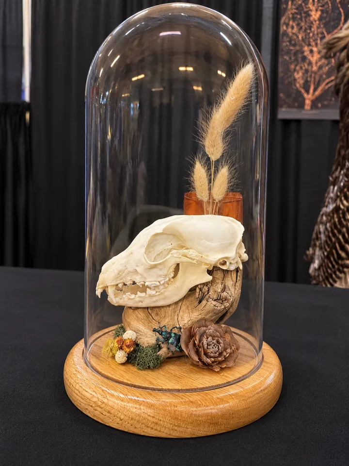 A small skull with sharp teeth on driftwood under a glass bell jar with an oak base, with dried bunny-tail grass, a pine-cone flower and an iridescent blue-green beetle.