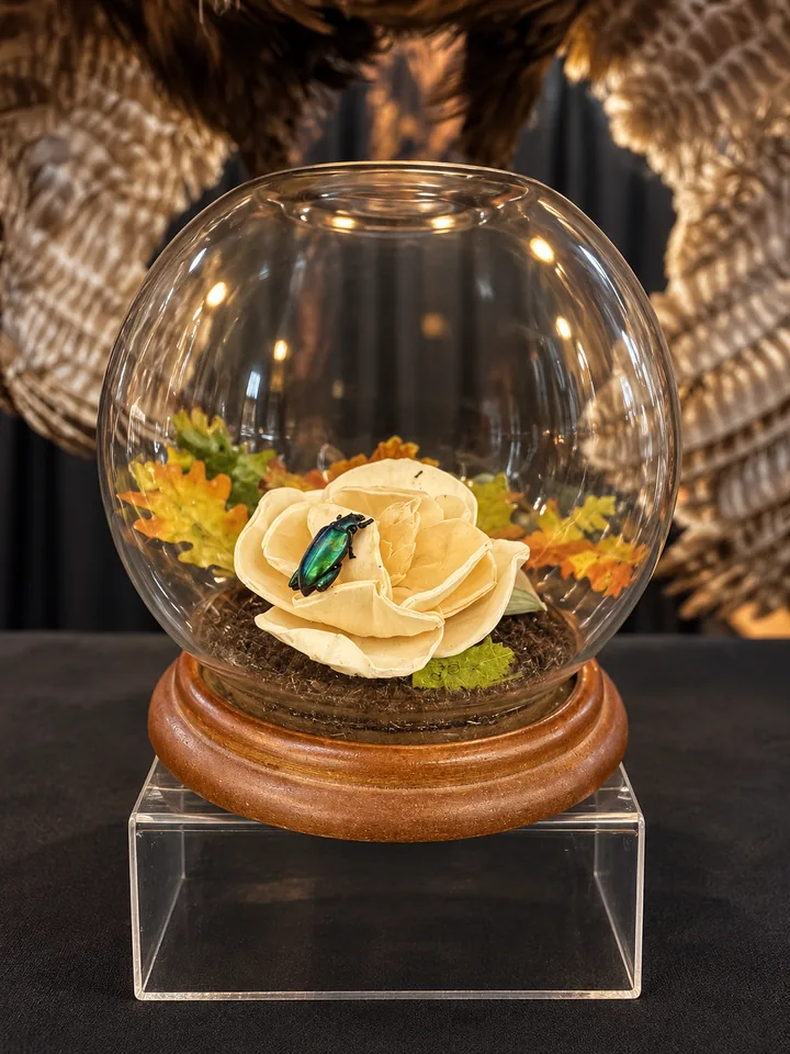 An iridescent green beetle on a cream-colored flower with autumn leaves inside a round glass globe on a wooden base, with a fan of banded brown feathers behind it.